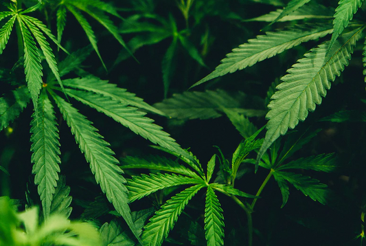 What is CBD? Get the lowdown on all you need to know. - elitemii