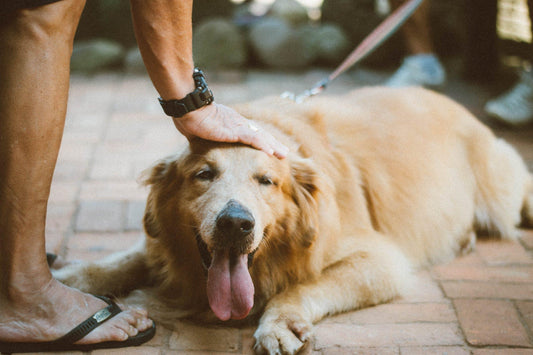 CBD Oil for Dogs - What you need to know - elitemii